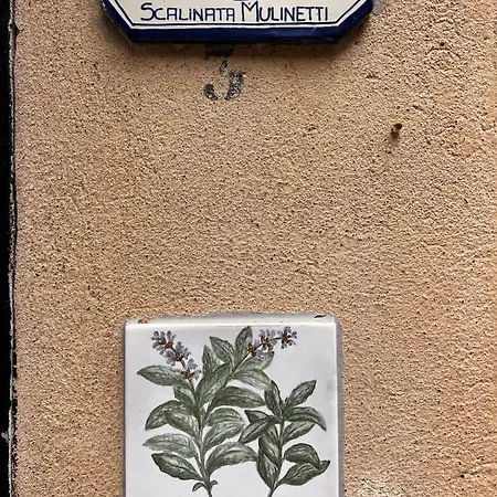 Salvia *
