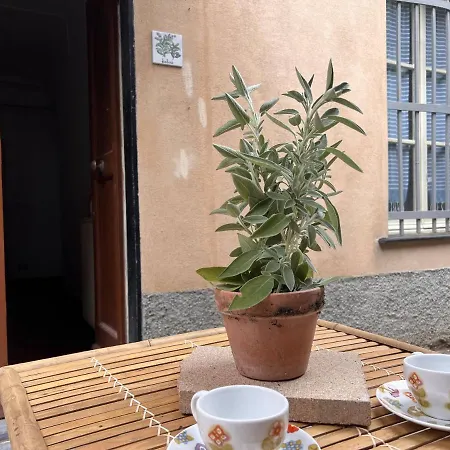 Salvia * Recco